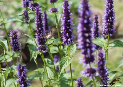 Ambiance - Agastache - Potager - 20140801 - 8890