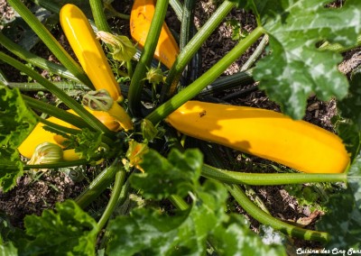 Ambiance - Courgettes-8990