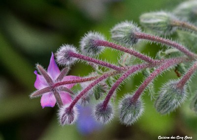 Ambiance - Fleur - 20140915 - 9794