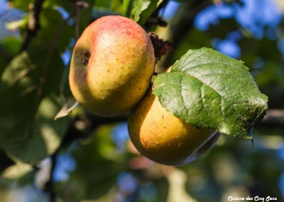 Ambiance - Pommes - 20141003 - 0910