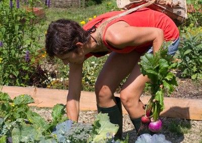 Cuisine des cinq sens - Potager - 20140801 - 8640