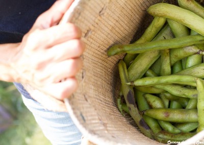 Cuisine des cinq sens - Potager - 20140801 - 8953