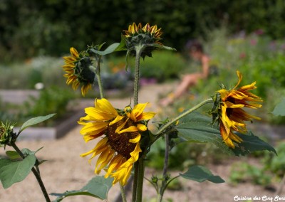 Cuisine des cinq sens - Potager - 20140801 - 8965